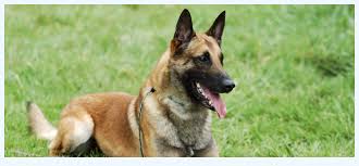 Only guaranteed quality, healthy puppies. Secrets To Belgian Malinois For Sale Even In This Down Economy Dog Breed