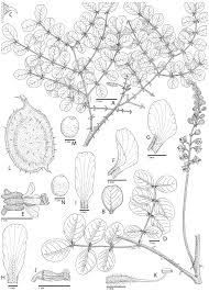 Image result for Gelrebia glandulosopedicellata