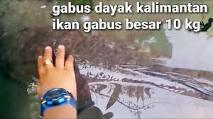 Alligator gar di waduk jatiluhur campur tangan manusia atas keseimbangan alam halaman all kompasiana. Ikan Gabus Haruan Terbesar Dayak Kalimantan 10kg Youtube