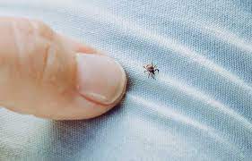 All life stages of this tick can transmit rocky mountain spotted fever (rickettsia rickettsia), q fever, and other rickettsioses to humans.they can also transmit several diseases specific to dogs. Preventing Tick Bites 2020 07 26 Safety Health Magazine