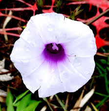 Image result for Ipomoea polymorpha