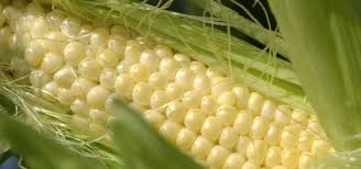 We did not find results for: No Need To Baby Your Corn To Get Miniature Ears Oregon State University