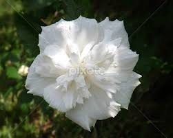 White Flower