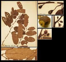 Image result for Strombosia