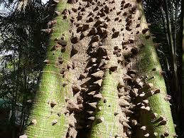 Image result for Ceiba pentandra