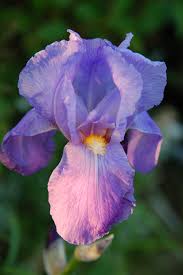 Image result for Iridaceae