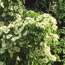 Image result for Canthium kuntzeanum