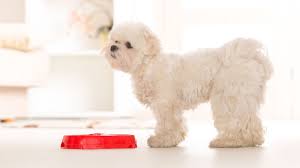 Why Does My Dog Eat His Food Away From His Bowl Proud Dog Mom