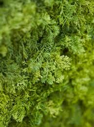 Artificial Uv Reindeer Moss Wall Panel