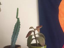 It comes in unique sizes, shapes, and flowers. Boy Grew An Arm Do I I Need To Support It Or Replant In A New Pot Cactus