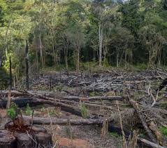 Image result for Crotalaria namuliensis