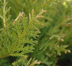 Image result for Tephrosia nana