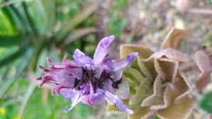 Image result for Coleus amboinicus