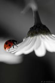 Black And White Photography Ladybug Hello Little Ladybug Design Your Musical Journey Muzikool Com Ladybug Art Color Splash Photography Black And White Pictures