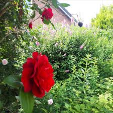 Blutenreicher Garten In 2020 Garten Gartenpflege Garten Gestalten