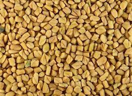 Fenugreek Herb Britannica