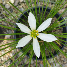 Image result for Zephyranthes candida