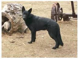 German shepherd dogs are fiercely loyal and protective guardians. German Shepherd Puppies In Iowa
