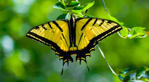 Mariposas De Colores