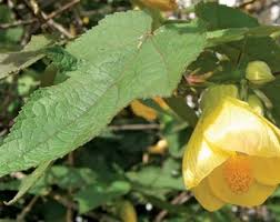 Image result for Abutilon sonneratianum