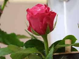Rose Pink Flower Free Photo On Pixabay Roses belong to the family of plants called rosaceae.
