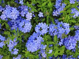 The best hardy perennial flowers for your garden landscaping. Plumbago Care Where And How To Grow A Plumbago Plant