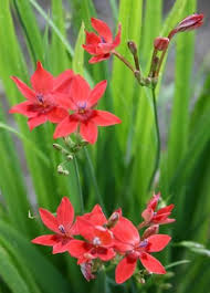 Pin On Plants I Want