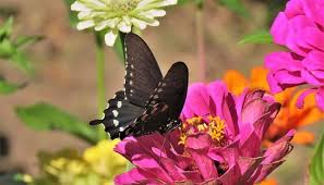 Download this premium vector about flying butterflies silhouettes, and discover more than 13 million professional graphic resources on freepik. Dreams About Butterflies Meaning And Interpretation