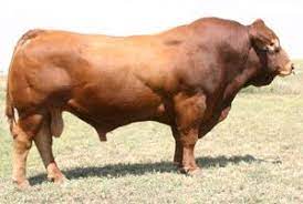 Treftz Limousin Cattle For Sale Limousin Bull Cattle Ranching