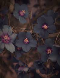 The Black Hat Society Ideas Flowers Beautiful Flowers Dark Flowers Flowers