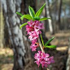 Image result for Daphne mezereum