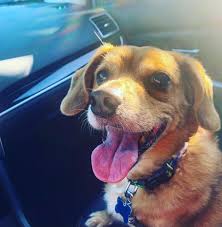 Beagle terrier mix dogs can inherit health problems from both terriers and beagles. Pomeagle Mixed Dog Breed Pictures Characteristics Facts