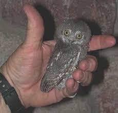 In captivity they usually live longer between 6 10 years. Photos Of The World S Smallest And Cutest Owl Live Science