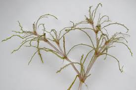 Image result for Najas horrida