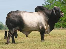 Brahman cow ki pehchan aur khobian, brahman bull. Mr V8 380 6 The Machine V8 Ranch Brahman Cattle In Hungerford And Boling Texas