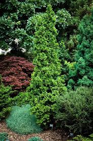 Similar to our hetz's winter green, with fuller growth to the top of the plant. Degroots Spire Arborvitae Thuja Occidentalis Arborvitae Evergreen Plants