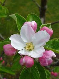 Pin On Feel The Spring Seasons