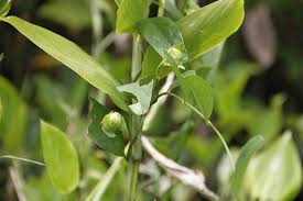 Image result for Aniseia martinicensis