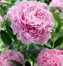 Kansas betört mit dicht gefüllten, purpurroten blüten, die besonders schön geformt sind. Paeonia Lactiflora Sarah Bernhardt Pfingstrose Gartenbaumschule Becker