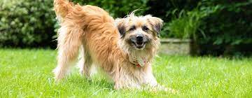 Why Do Dogs Chase Their Tails 6 Reasons Why Purina