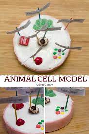 How to make an animal cell model out of candy. How To Make An Animal Cell Model Using Candy My Little Me Best Baby Gear Reviews And Parent Survival Guide