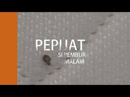 Membunuh bau busuk boleh menjadi sangat kotor dan tidak menyenangkan, kerana bunuh pepijat. Pepijat Si Pemburu Malam Youtube