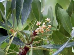 Image result for Khaya