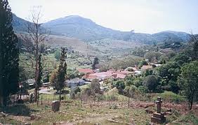 Image result for Syzygium komatiense