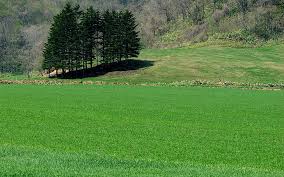We did not find results for: Pine Trees Field Hd Wallpapers Free Download Wallpaperbetter