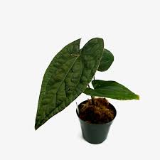 Image result for Sonchus luxurians