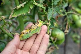 Image result for BLACKFLY ON TOMATO PLANTS