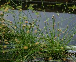 Image result for Eleocharis naumanniana