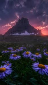 Look At The Birds Of The Air And The Flowers Of The Field Flowers Field Beautiful Mountain Iphone Wallpaper Iphone Wallpaper Images Beautiful Mountains Beautiful Flowers Wallpapers