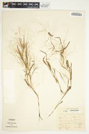 Image result for Urochloa semiundulata